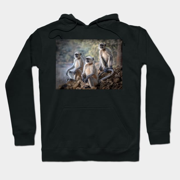 Three Gray Langur monkeys sitting Hoodie by TonyNorth